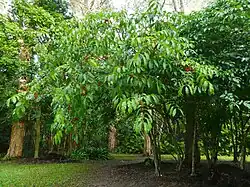 Habit