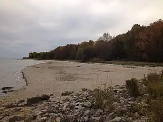 Beach and forest