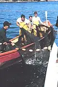Harvesting with the purse seine