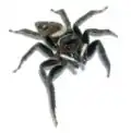 Male
