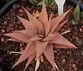 The smooth, slender-leaved "ubomboensis" variety, from the Ubombo mountains, Swaziland.