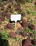 The Wesleyensis variety