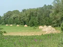 Hay meadow in Leninsky District