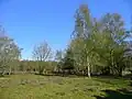 Hazeley Heath