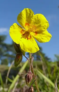 H. nummularium subsp. obscurum Germany - Schwäbische Alb