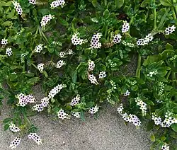 Cotorrera de playa (Heliotropium curassavicum)