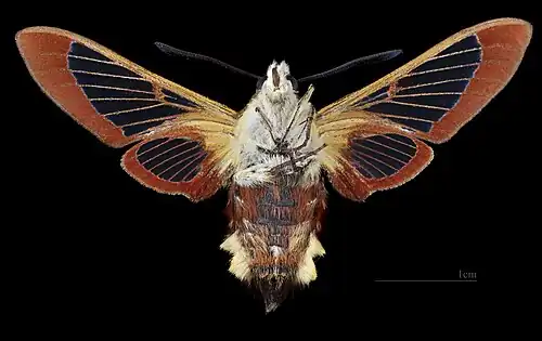 ♀