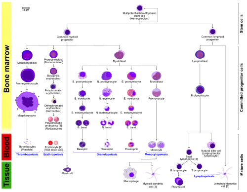 More complete lineages