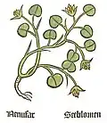 Part I, chapter 98 ... Nuphar lutea