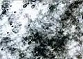 Smoky optical texture of type I hexagonal phase