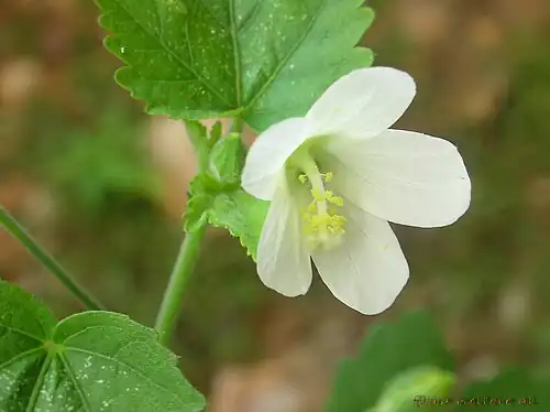 Hibiscus lobatus