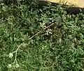 Plant form, tall