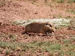 Brown rodent