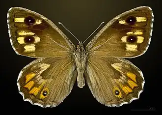 Female
