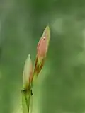 Buds