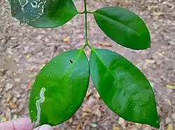 Leaves