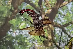 Flying