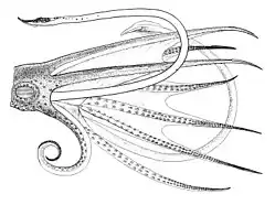 Arms and tentacles