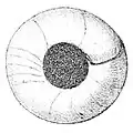 juvenile shell