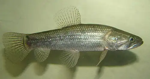 Hoplias malabaricus displayed in a box