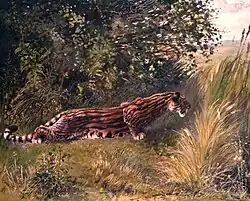 Hoplophoneus