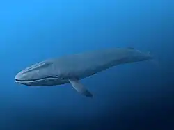 Horopeta umarere