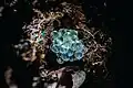 Macrophotography of the eggs of a fire salamander taken a few days after laying. Winner of the Wildlife and Nature category 2023, Pablo Jimenez Velayos, Spain