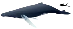 Illustration of a whale next to a human diver