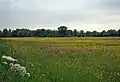 Hunsdon Mead
