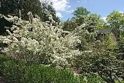 Flowering trees