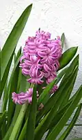 Pink cultivar