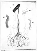 A Hydra as depicted in Trembley's 1744 book.