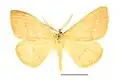 Museum specimen