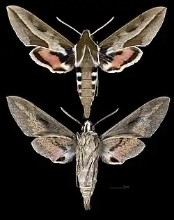 Hyles annei