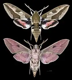 Hyles euphorbiae