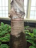 Close-up of trunk.