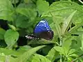 Dorsal view with blue wings