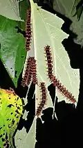 Caterpillars foraging host plant, Pipturus argentues. Tanguisson, Guam