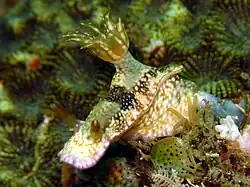 Hypselodoris reidi