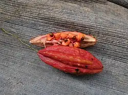Fruit