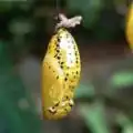 Pupa