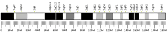 Chromosome 2 (mouse)