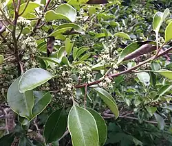Mature flowers