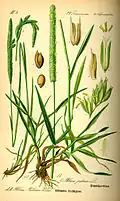 Showing bulbous base and brown leaf sheaths