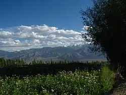 Leh district flower fields and mountains
