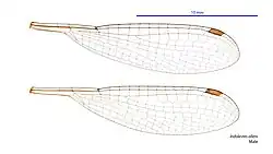 Male wings