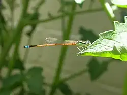 Male in Australia
