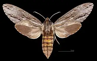 ♀