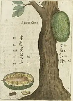 Jackfruit