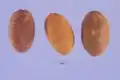 Fruit of Jasminum dichotomum